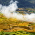 La Nature et la Faune de Mu Cang Chai: Un Voyage au Coeur de la Biodiversité