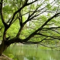 Hanoi – Le parc botanique