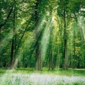 Le Parc National de Cuc Phuong