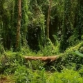 Xeo Quyt: quand la nature embrasse l’Histoire