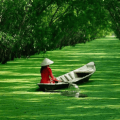 La forêt inondée de Tra Su