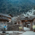 La maison de Pao à Ha Giang: Trésor du Vietnam ethnique