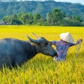 Mai Hich, perle cachée du Vietnam: Immersion authentique dans la vallée de Mai Chau