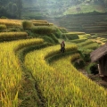 Le climat et les meilleures périodes pour visiter Sapa
