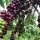 Visiter une plantation de café au Vietnam: une immersion au cœur des arômes