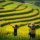 Le Guide Complet de la Saison des Récoltes à Mu Cang Chai: Découvrez les Rizières Dorées