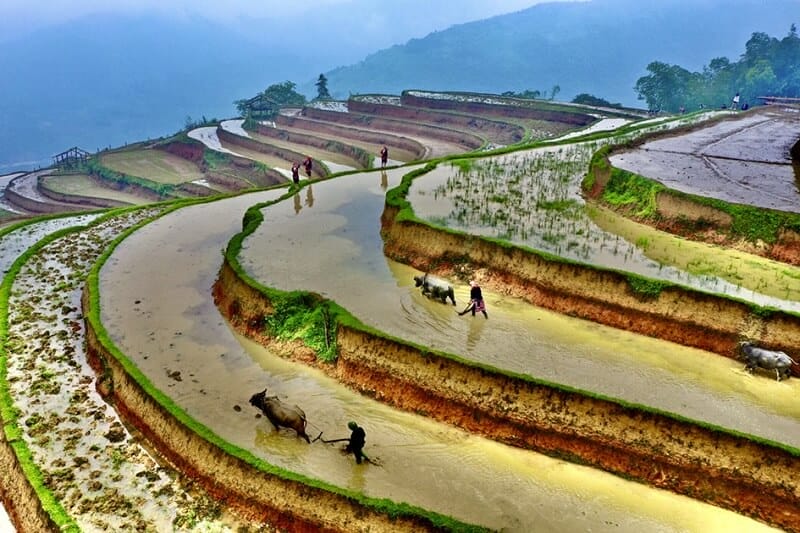  rizieres terrasse Hoang Su Phi mise en eau