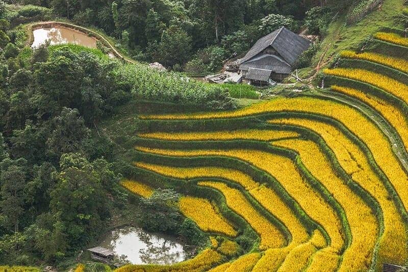 5 lieux admirer plus belles rizieres terrasse Hoang Su Phi nam ty