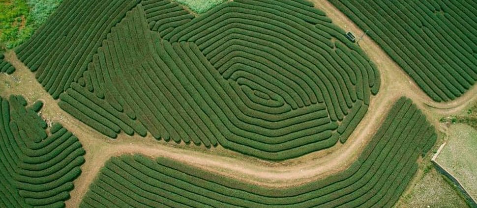 Théiers - Moc Chau Colline-Theiers