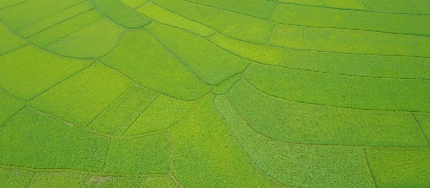 Marche-Pho-Doan