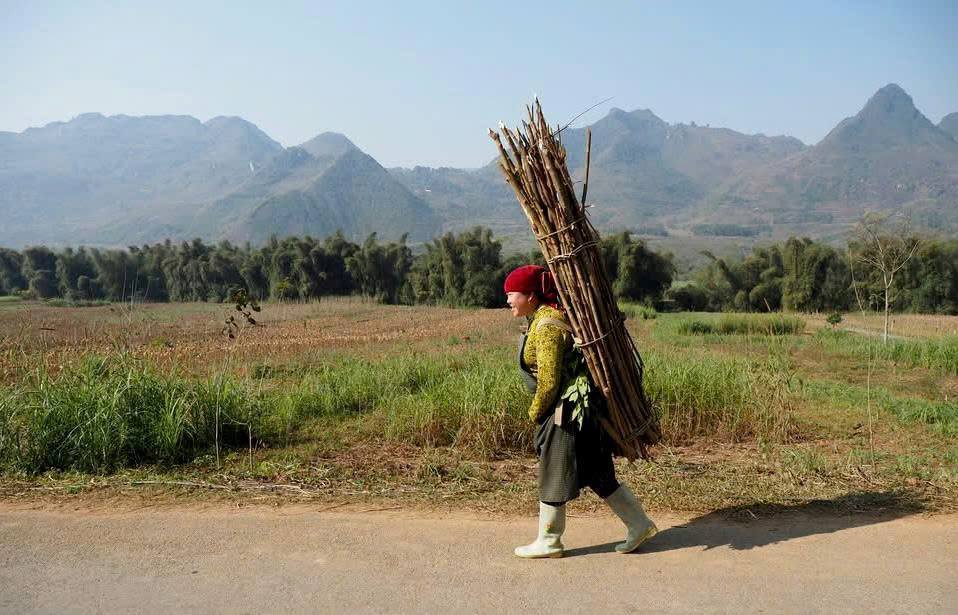 Le Guide Complet de la Saison des Récoltes à Mu Cang Chai