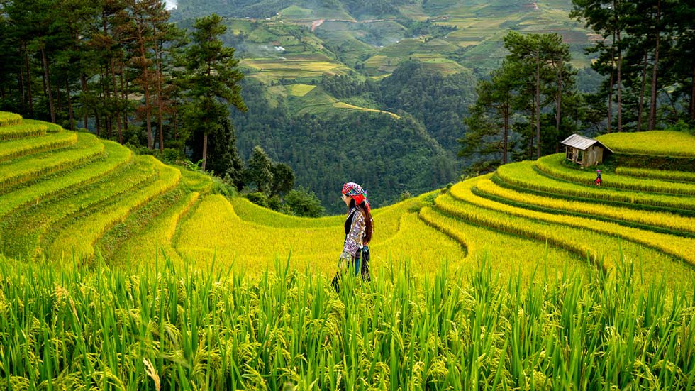Mu Cang Chai