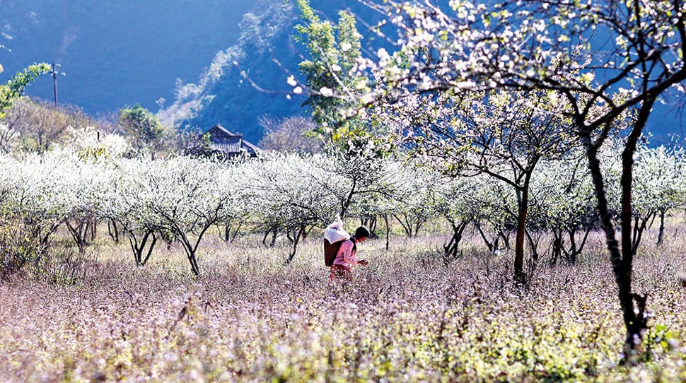 Printemps_Nord-VN