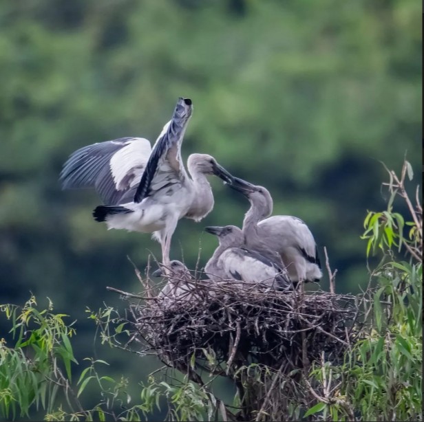 Thung Nham Ninh Binh