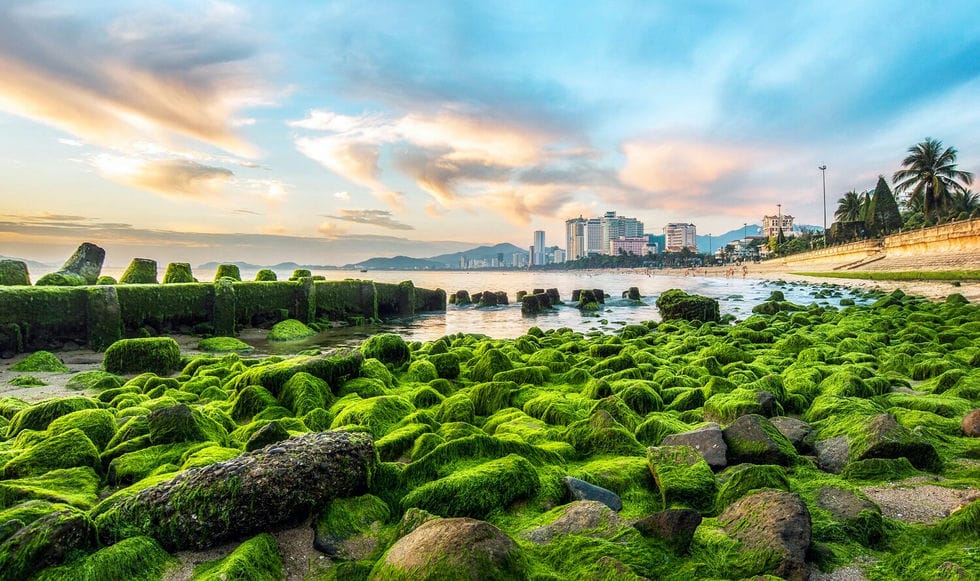 Bai Reu Nha Trang