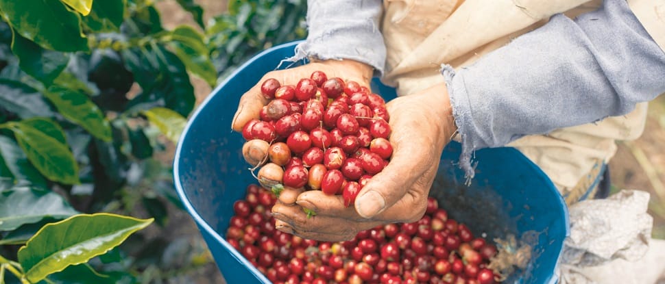 Le café de Buon Ma Thuot cafe-buon-ma-thuot
