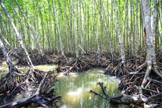mangrove de can gio-vietnam