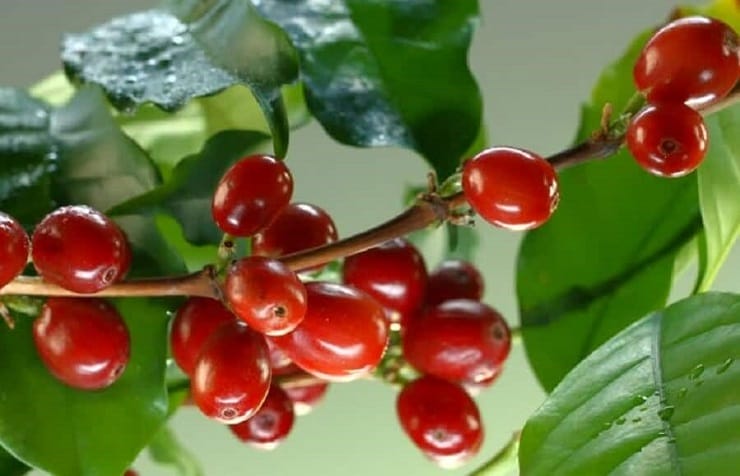 cerises-cafe