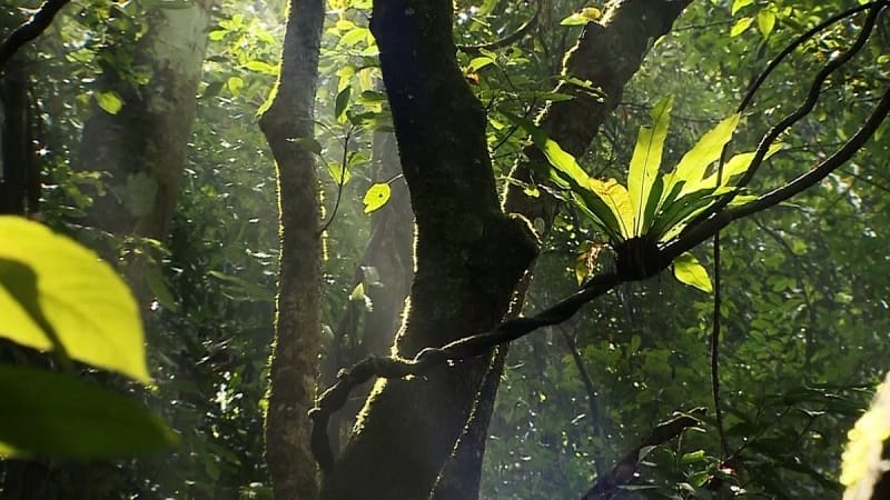 Découvrir la réserve de biosphère de Kon Ha Nung decouvrir_kon-ha-nung