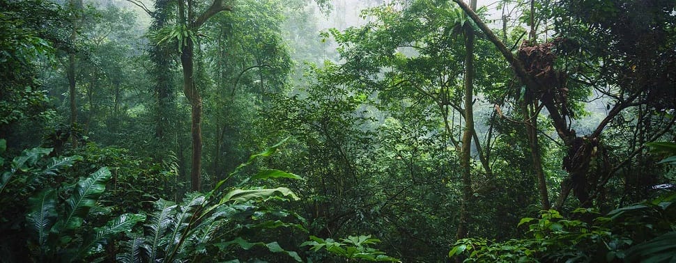 Arbres pluri-centenaires de la foret de Cuc Phuong foret_cuc-phuong