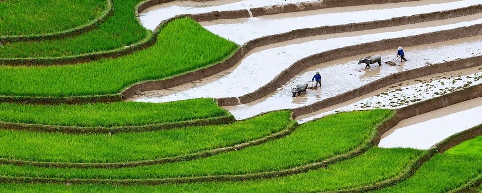 Les plus belles rizières en terrasse du Vietnam avec Peuple du Mekong belles-rizieres-terrasse-vietnam