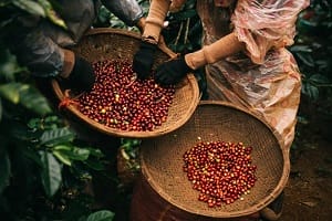 cadeaux-souvenir-vietnam-cafe