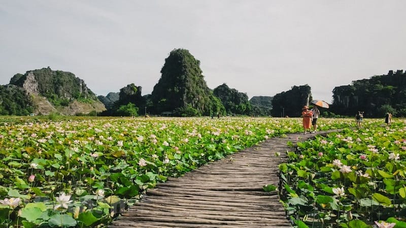 Que voir Hang Mua et alentours lotus