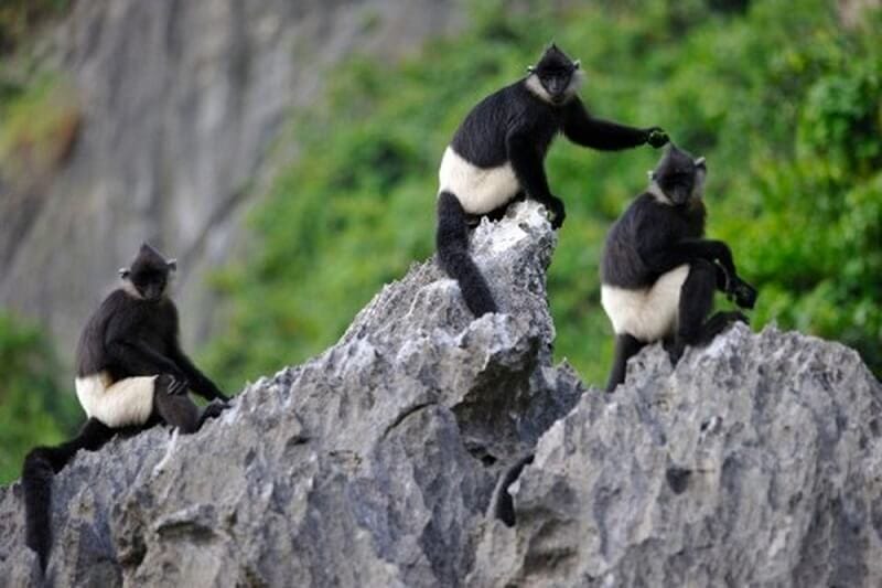 Que voir réserve naturelle Van Long et alentours Langur
