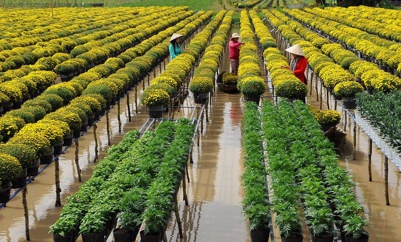 delta mekong hors sentiers battus fleurs